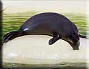 Amber, our resident common seal