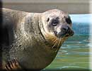 Sally, our resident common seal