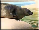 Sally, our resident common seal