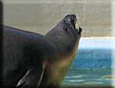 Sally, our resident common seal