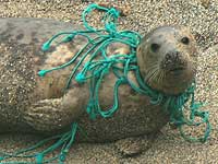 Net-tangled seal pup - Photo was taken by Simon Bone