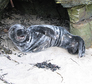 Seal Pup in the wild