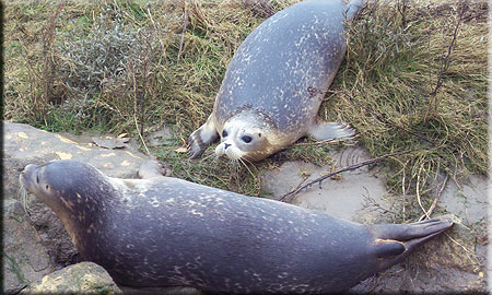Seal Release