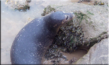 Seal Release