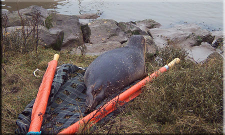 Seal Release