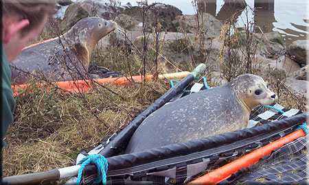 Seal Release