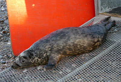 Bruno- Seal Release on 12th March 2013
