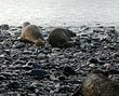 Photos by Jessica Hirons