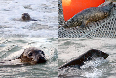 Seal Release on 12th March 2013