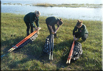 Our 3 aquarists untie the pups stretchers