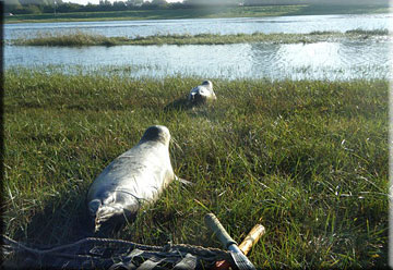 Terry, Crouch and Gerrard