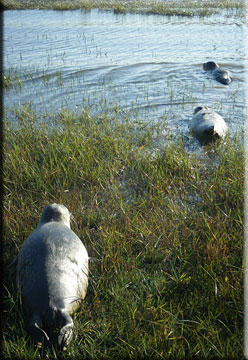All three pups entering the estuary!
