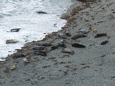 Seals in cove