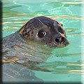 Common Seal Talk