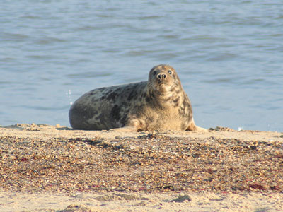 Seal on beach