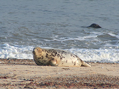Seal on beach