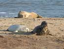 Mother and pup on beach