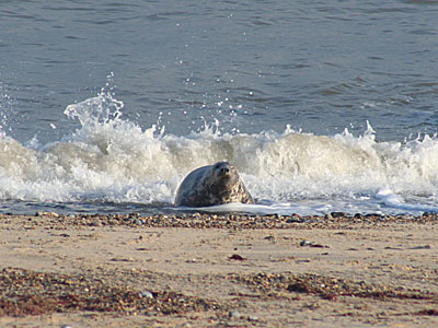 Seal on beach