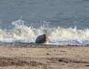 Seal on beach