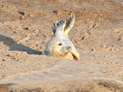 Seal pup on beach