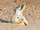 Seal pup on beach