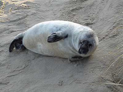 Pup on beach