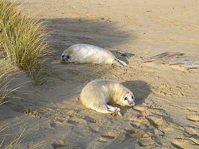 Two Pups on beach