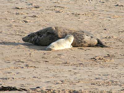 Mother and Pup on beach