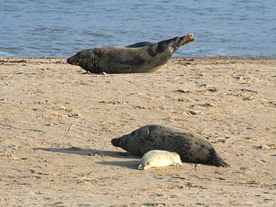 Seals on beach