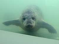 Sebastian in the outside pool - photo was taken on 20th March 2008