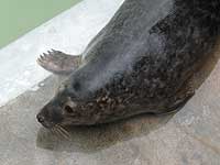 Sebastian in the outside pool - photo was taken on 20th March 2008