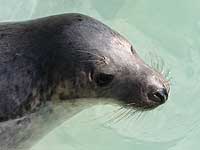 Sebastian in the nursery pool - photo was taken on 9th April 2008