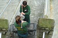 Lilo being weighed by the Animal Care Team (Dan and Clare) before being moved from the nursery pool into the convalescence pool - photo was taken on 30th December 2006