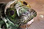 Shambles enjoying some fish tails, which she got all over her whiskers. Photo was taken by Tamara Cooper