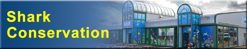 Shark Conservation