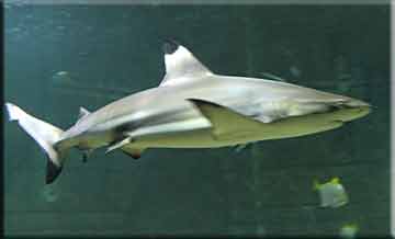 Shark Conservation