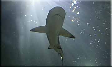 Shark Conservation