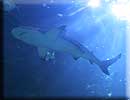 Shark Lagoon