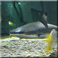 Shark Talk
