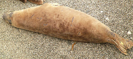 (Shawn - Photo copyright of Sue Sayer (www.cornwallsealgroup.co.uk)