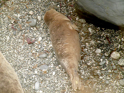 (Shawn - Photo copyright of Sue Sayer (www.cornwallsealgroup.co.uk)