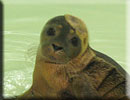 Simon - rescued common seal pup 2011 season