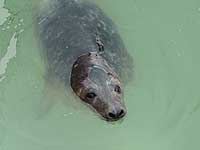Photo of Sinbad was taken on 21st June 2008