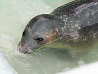 Photo of Sinbad was taken on 21st June 2008