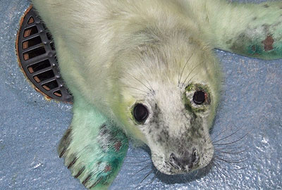 Skittles in the isolation pen 1 in the seal hospital
