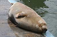 Photo was taken of Slip on 20th of May 2006 in the convalescence pool. 