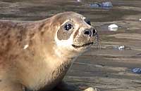Photo of Slip was taken on 14th of June 2006 by Sue Sayer of the Cornwall Seal Group (www.cornwallsealgroup.co.uk)