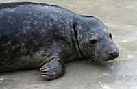 Photo of Slip was taken on 26th of February 2006 in the convalescence pool.  Slip's flipper (light green) tag number is 17.