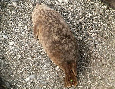 Smuggler - Photo copyright of Sue Sayer (www.cornwallsealgroup.co.uk)