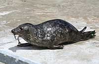 Photo was taken of Smuggler on 20th of May 2006 in the convalescence pool. Smuggler's flipper (light green) tag number is 47.